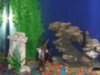 AQUARIUM2013